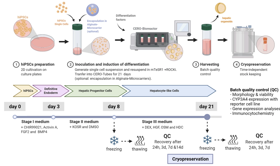 CERO 3D细胞培养赋能iPSC肝细胞研究
