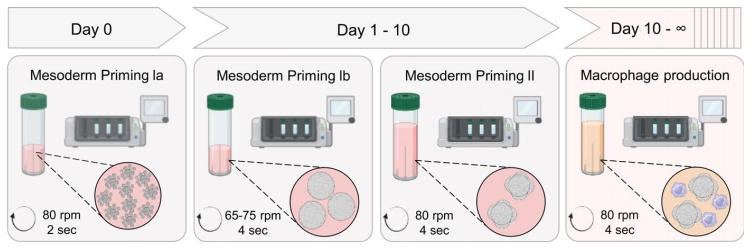 量产稳定人源巨噬细胞！OLS CERO 生物反应器为药物研发注入创新动力