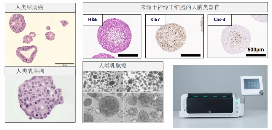 成本直降80%、效率翻4倍｜OLS CERO 3D细胞生物反应器 重新定义类器官培养