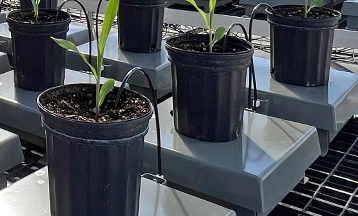 精准解析作物抗旱性，Phenospex DroughtSpotter 蒸腾速率分析系统凭实力出圈