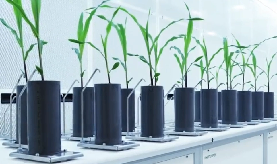 植物抗旱研究标配：Drought Spotter全自动称重灌溉系统